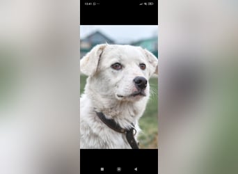 Sophie sucht ihr Für -immer -Zuhause ❤️❤️❤️