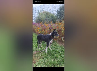 Rem - ein junger, liebevoller Terrier sucht seine Familie ❤️