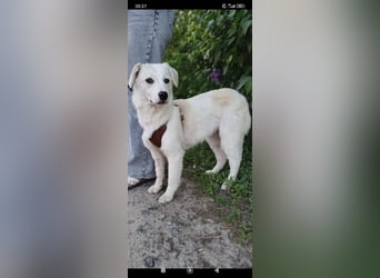 Sophie sucht ihr Für -immer -Zuhause ❤️❤️❤️