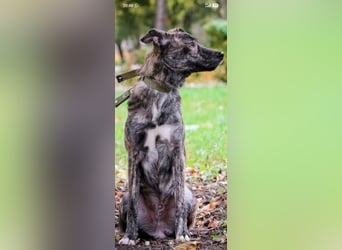 Garik sucht sein Für immer Zuhause ❤️❤️❤️