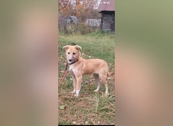 Vilma sucht ihr Für -immer -Zuhause ❤️