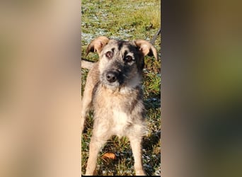 Marcel sucht sein Für -immer -Zuhause ❤️❤️❤️