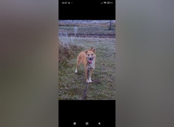 Vilma sucht ihr Für -immer -Zuhause ❤️