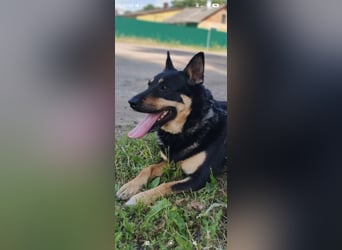 Lilly  sucht ihr Für -immer -Zuhause ❤️