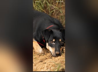 Wunderschöne Dora sucht ihr Für -immer -Zuhause ❤️