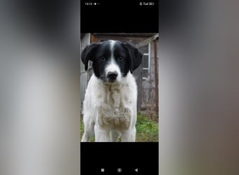 Bim- liebevoller jünger Rüde sucht seine Familie ❤️❤️❤️❤️
