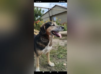 Rem sucht sein Für -immer -Zuhause ❤️