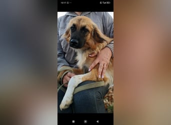 Meri - sucht ihr Für -immer -Zuhause ❤️❤️❤️❤️