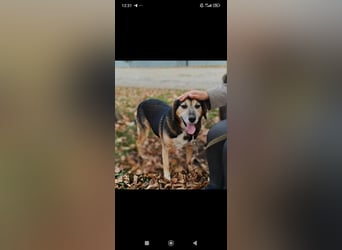 Rem sucht sein Für -immer -Zuhause ❤️