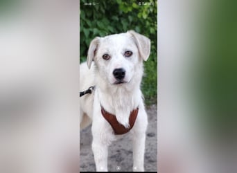 Sophie sucht ihr Für -immer -Zuhause ❤️❤️❤️