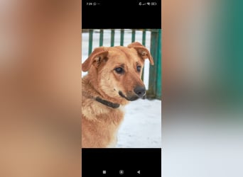 Sean sucht sein Für -immer -Zuhause ❤️❤️