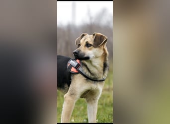 Luna - eine liebe, fröhliche junge Hündin sucht ihr Zuhause.