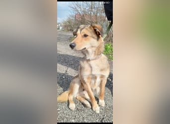 Kessy sucht ihr Für -immer -Zuhause ❤️❤️❤️