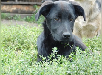 Die liebe, lebensfrohe junge Luna sucht ihr Für - immer -Zuhause