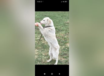 Sophie sucht ihr Für -immer -Zuhause ❤️❤️❤️