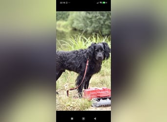 Antochka – ein besonderer Spaniel-Mischling sucht seine Familie ❤️