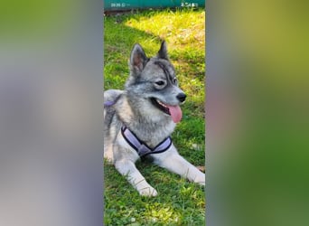 Foxy sucht ihr Für -immer -Zuhause ❤️❤️❤️