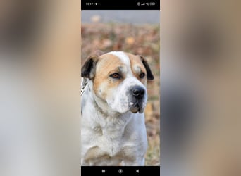 Boss - ein sanfter, treuer Hund sucht endlich wieder Liebe und Geborgenheit