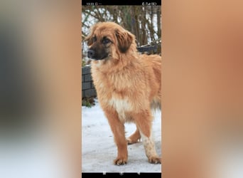 Meri - sucht ihr Für -immer -Zuhause ❤️❤️❤️❤️