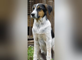 Stella- eine  junge Hündin sucht ihr Für - immer - Zuhause.