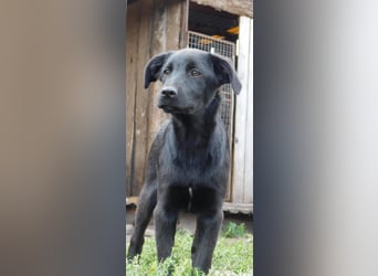 Die liebe, lebensfrohe junge Luna sucht ihr Für - immer -Zuhause