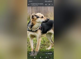 Luna - eine liebe, fröhliche junge Hündin sucht ihr Zuhause.