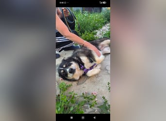 Maya sucht ihr Zuhause fürs Leben! 