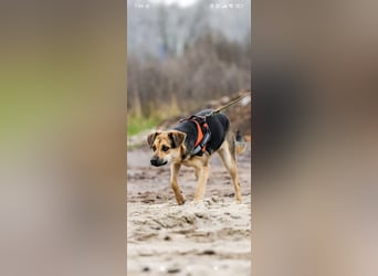 Luna - eine liebe, fröhliche junge Hündin sucht ihr Zuhause.