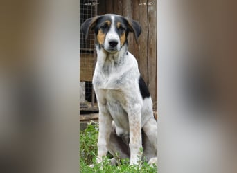 Stella- eine  junge Hündin sucht ihr Für - immer - Zuhause.