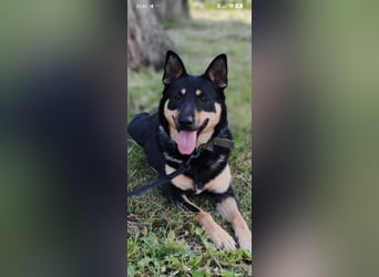 Lilly  sucht ihr Für -immer -Zuhause ❤️