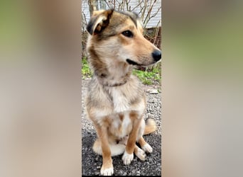 Kessy sucht ihr Für -immer -Zuhause ❤️❤️❤️