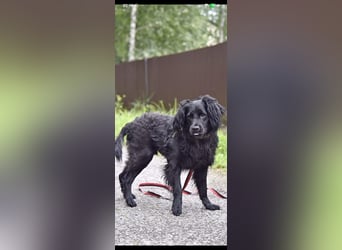 Antochka – ein besonderer Spaniel-Mischling sucht seine Familie ❤️