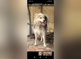 Wally sucht sein Für -immer -Zuhause ❤️❤️❤️❤️