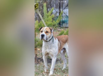 Boss - ein sanfter, treuer Hund sucht endlich wieder Liebe und Geborgenheit