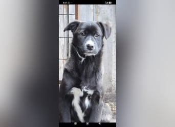 Lilly  sucht ihr Für -immer -Zuhause ❤️
