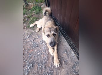 Marcel sucht sein Für -immer -Zuhause ❤️❤️❤️