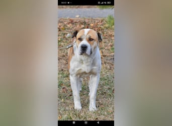 Boss - ein sanfter, treuer Hund sucht endlich wieder Liebe und Geborgenheit