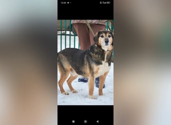 Rem sucht sein Für -immer -Zuhause ❤️