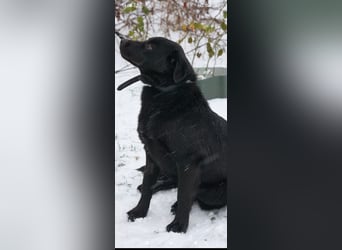 Die liebe, lebensfrohe junge Luna sucht ihr Für - immer -Zuhause