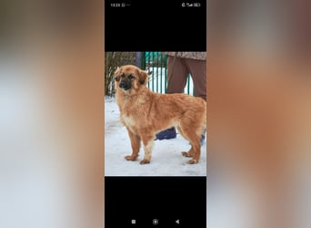 Meri - sucht ihr Für -immer -Zuhause ❤️❤️❤️❤️