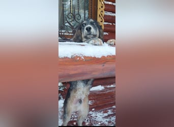Russischer Spaniel Mischling Anton sucht sein Für -immer -Zuhause ❤️❤️❤️❤️