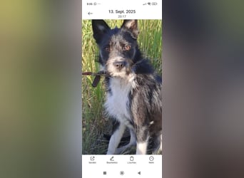 Rem - ein junger, liebevoller Terrier sucht seine Familie ❤️