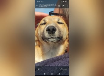 Vilma sucht ihr Für -immer -Zuhause ❤️