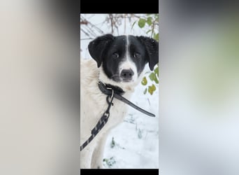 Bim- liebevoller jünger Rüde sucht seine Familie ❤️❤️❤️❤️