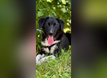 Bertha – eine junge Hündin mit einem bezaubernden Lächeln sucht ihr Für-immer-Zuhause❤️