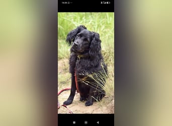 Antochka – ein besonderer Spaniel-Mischling sucht seine Familie ❤️