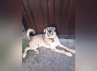 Marcel sucht sein Für -immer -Zuhause ❤️❤️❤️