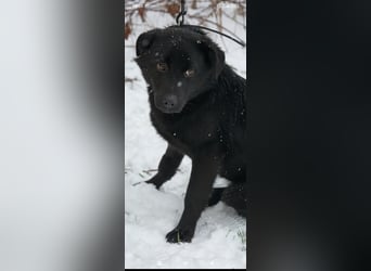 Die liebe, lebensfrohe junge Luna sucht ihr Für - immer -Zuhause