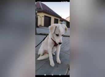 Sophie sucht ihr Für -immer -Zuhause ❤️❤️❤️