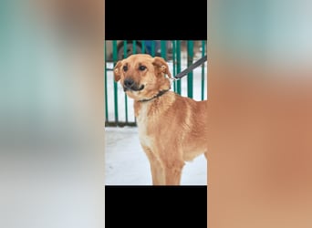 Sean sucht sein Für -immer -Zuhause ❤️❤️